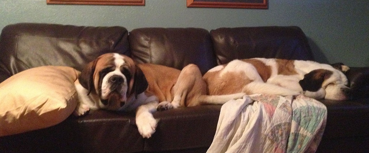 Our Saint Bernards