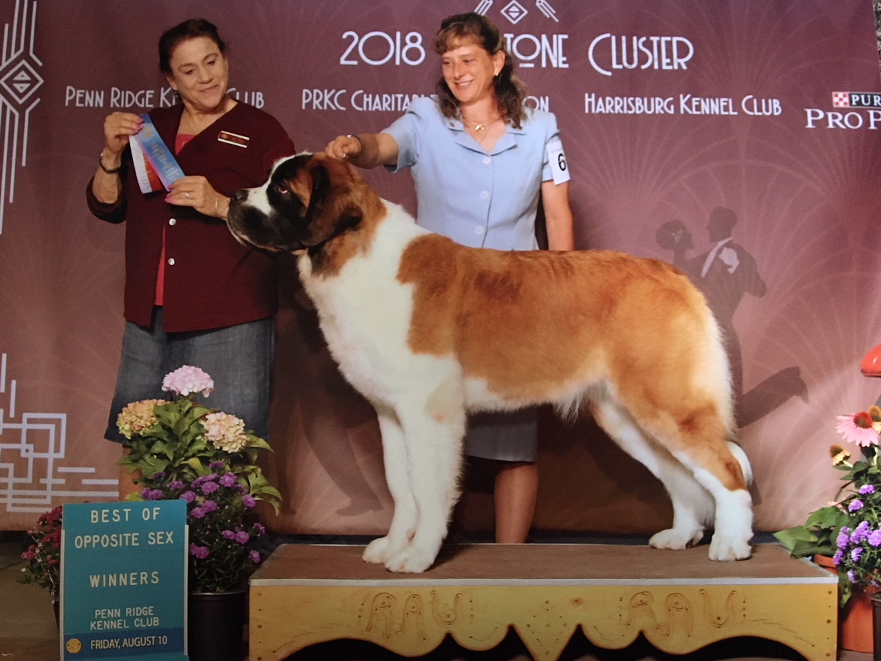 Blue at South Bay Kennel Club