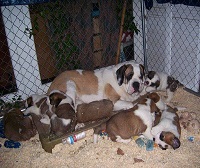 Shadow Mountain in the Zone and her nine puppies.