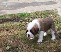 Puppy from our first litter