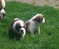 Two puppies from a co-owned litter.