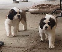 Another pic of two puppies from a co-owned litter.